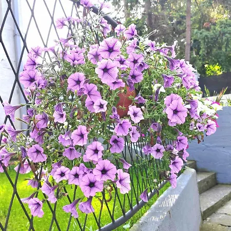 Magenta Garden 아파트 *